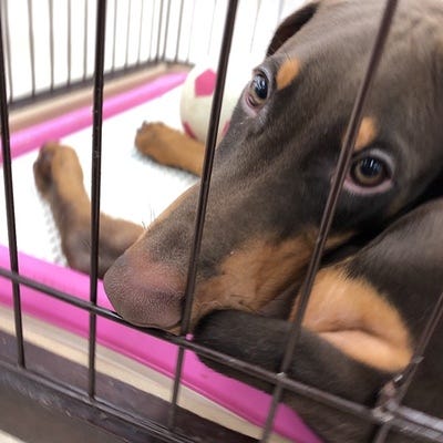 断耳 断尾を行う犬種ドーベルマン ハウスドゥ 女池店 新潟市中央区の地域密着型 不動産情報サイト Sp