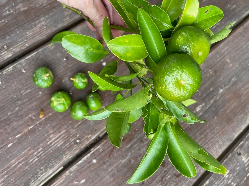 ブログサムネイル