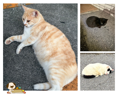 ブログサムネイル