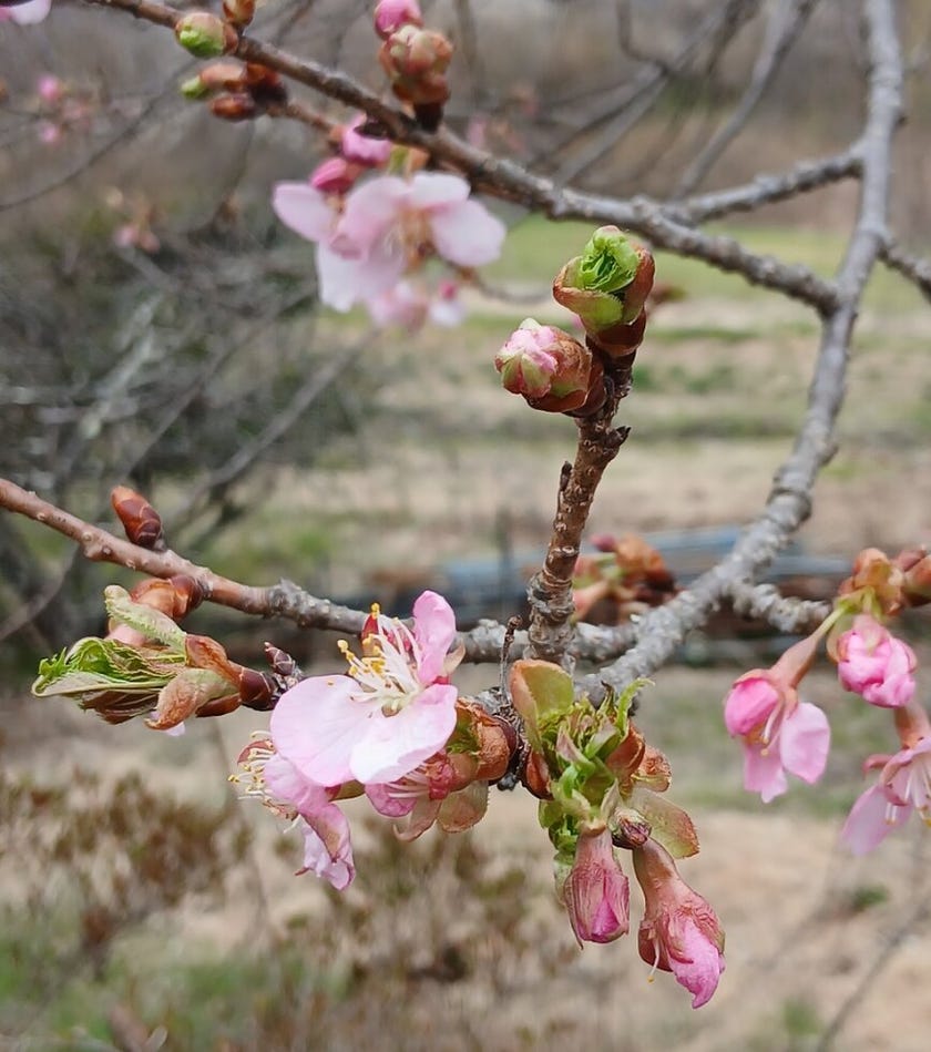ブログサムネイル