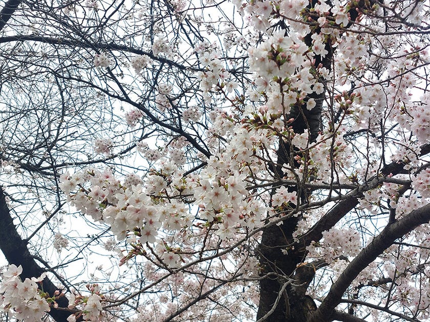 ブログサムネイル