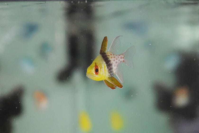 ブログサムネイル