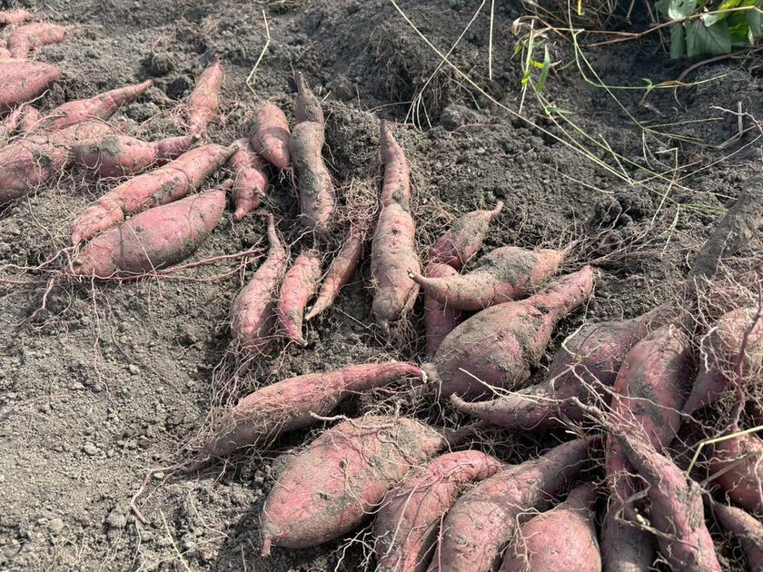 ブログサムネイル