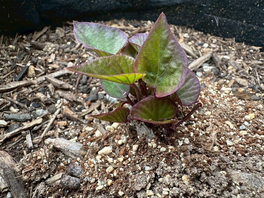 ブログサムネイル