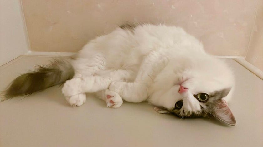 猫