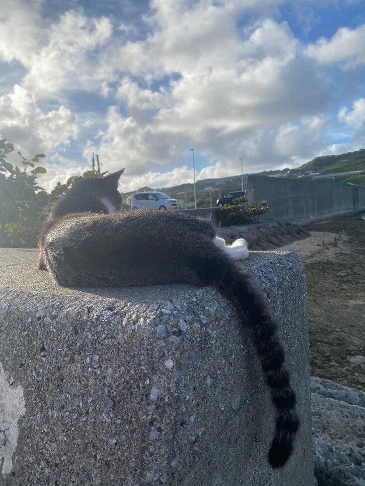奥武島　猫