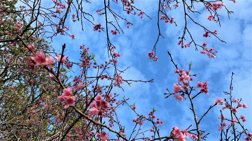 八重瀬　桜
