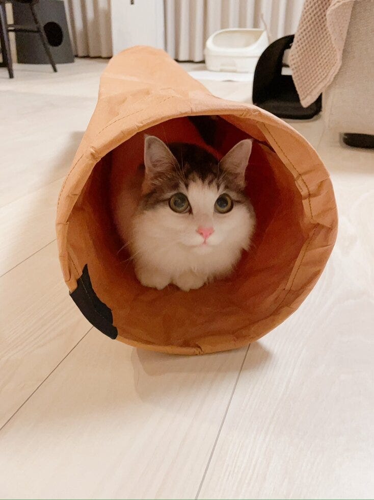 愛猫　健康診断　成長