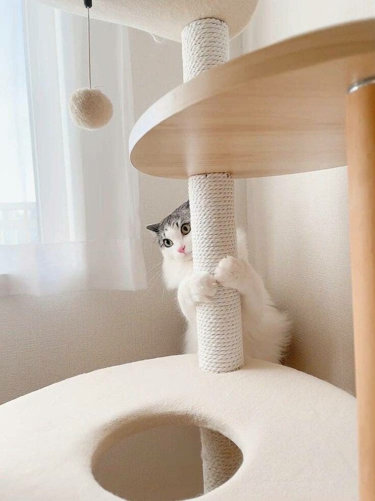 ご縁　指名　猫