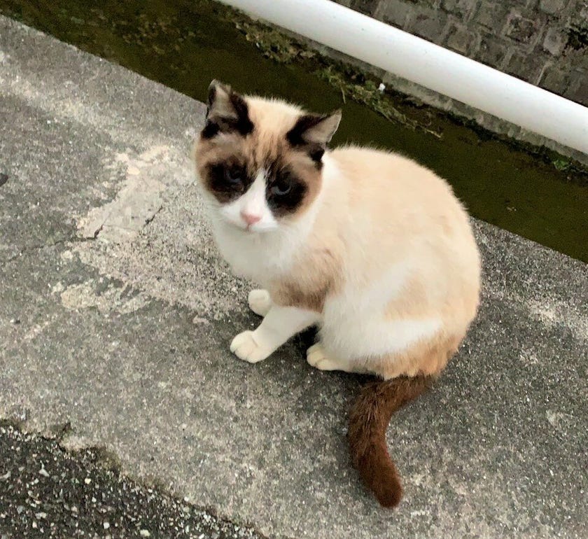 たぬきねこ　たぬき　ねこ