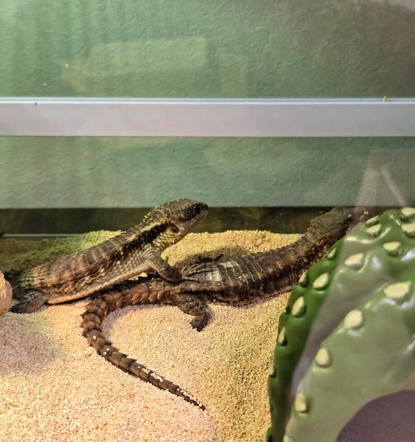 ブログサムネイル