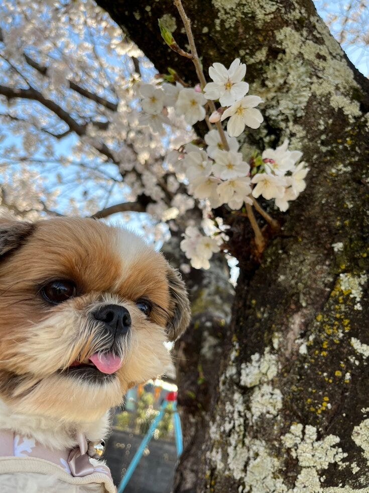 ブログサムネイル