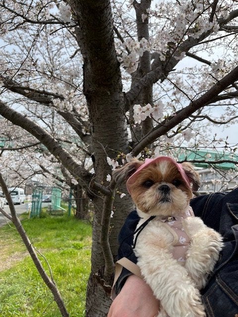 ブログサムネイル