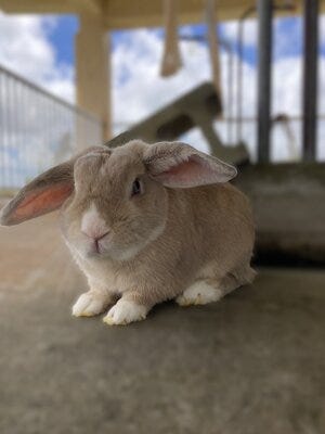 ハウスエージェント